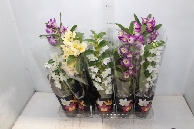 <h4>DENDROBIUM P12 PREMIUM</h4>