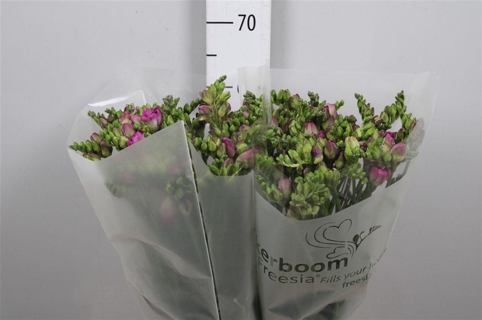 <h4>Fr Du Romantic Pink</h4>