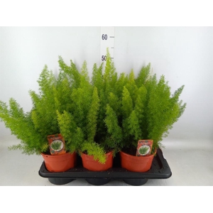 Asparagus dens. 'Meyers'