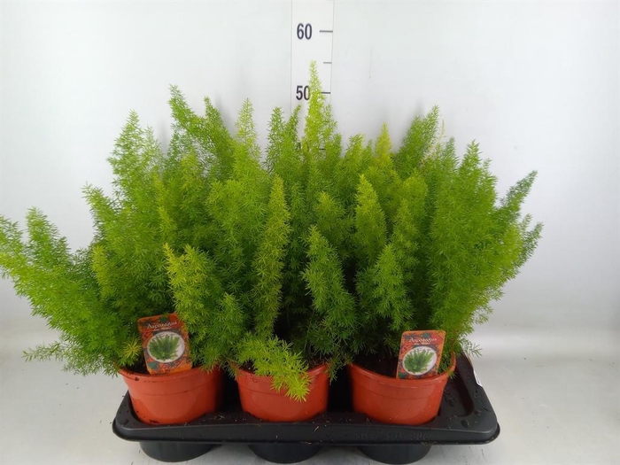 <h4>Asparagus dens. 'Meyers'</h4>