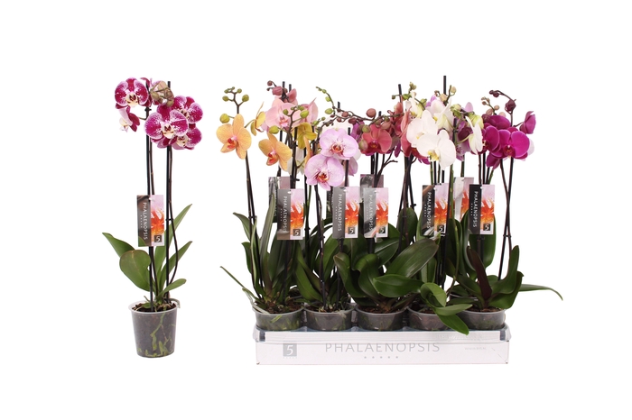 <h4>Phalaenopsis 6 color mix, 2-spike 14+</h4>