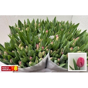 Tulipa si carola