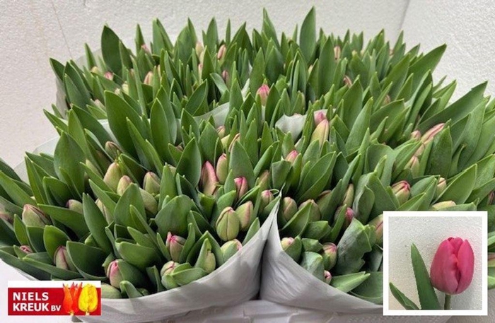 <h4>Tulipa si carola</h4>