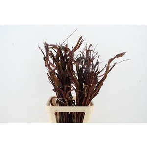 SALIX SEKKA BANDWILG