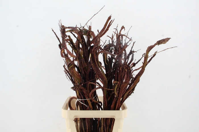 <h4>SALIX SEKKA BANDWILG</h4>