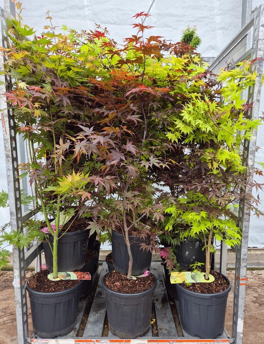 <h4>ACER PALMATUM</h4>