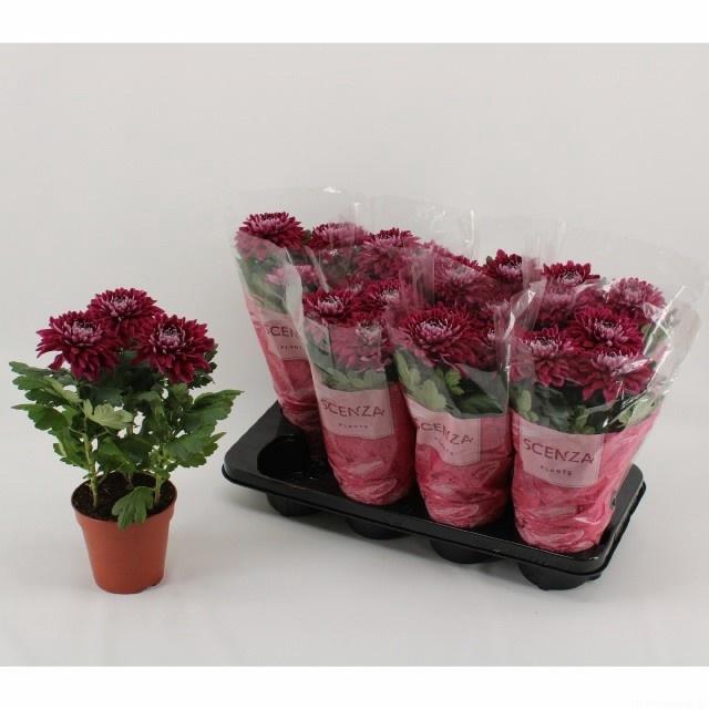 <h4>CHRYS SUPNOVA PURPLE</h4>