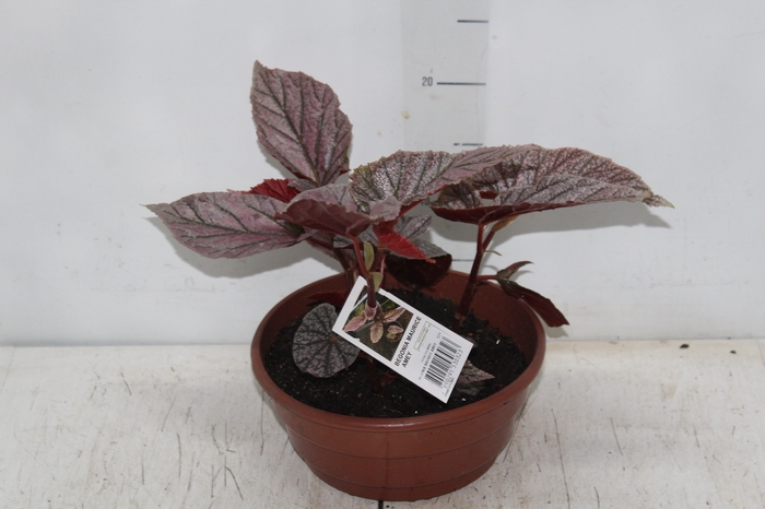 <h4>BEGONIA MAURICE AMEY C21</h4>