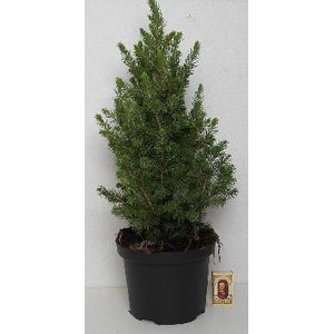 PICEA GLAUCA p15 stam