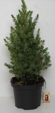 <h4>PICEA GLAUCA p15 stam</h4>
