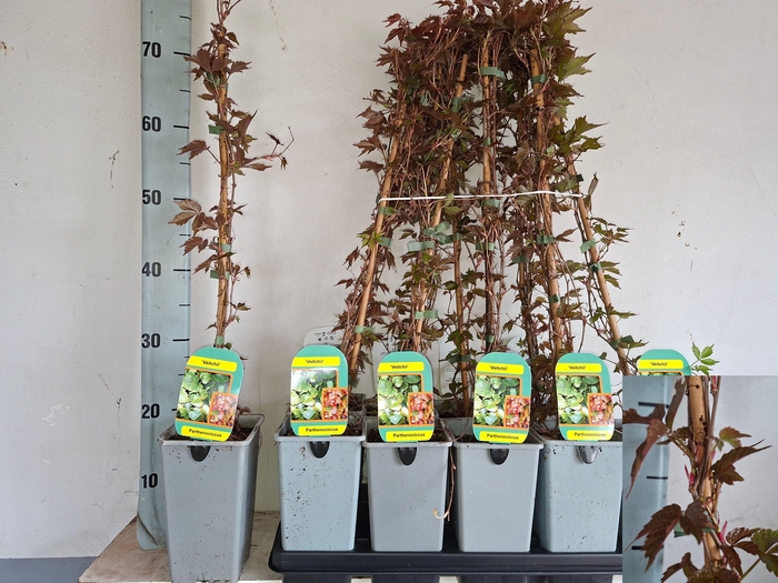 <h4>PARTH T VEITCHII</h4>