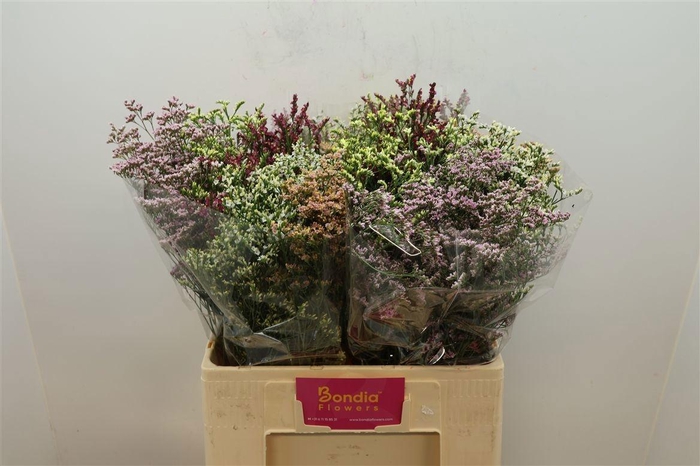 <h4>LIM SIN DIAMOND GEM</h4>