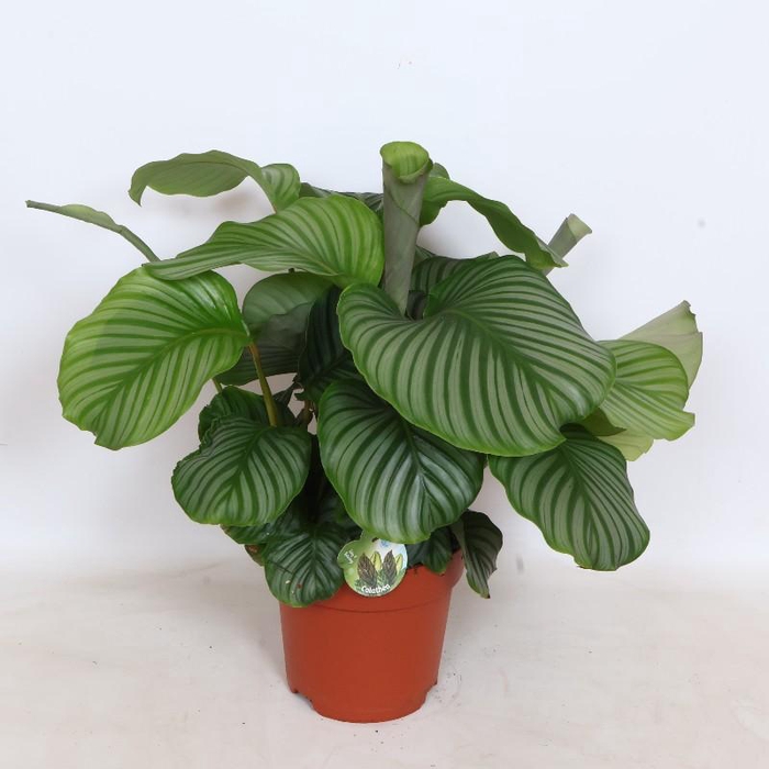 <h4>Calathea Orbifolia</h4>
