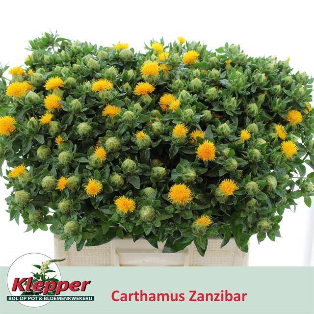 <h4>Carth T Zanzibar</h4>
