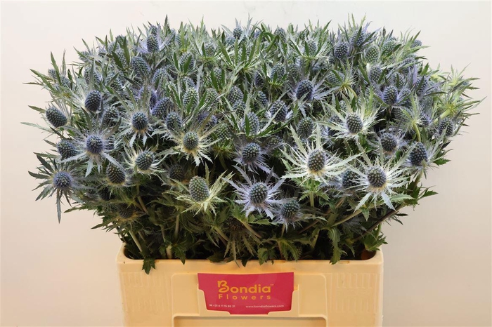 <h4>ERYN MAG BLUE LAGOON</h4>