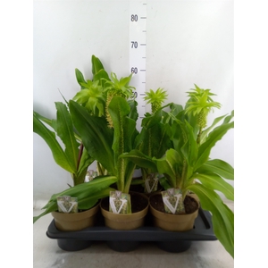 Eucomis bicolor