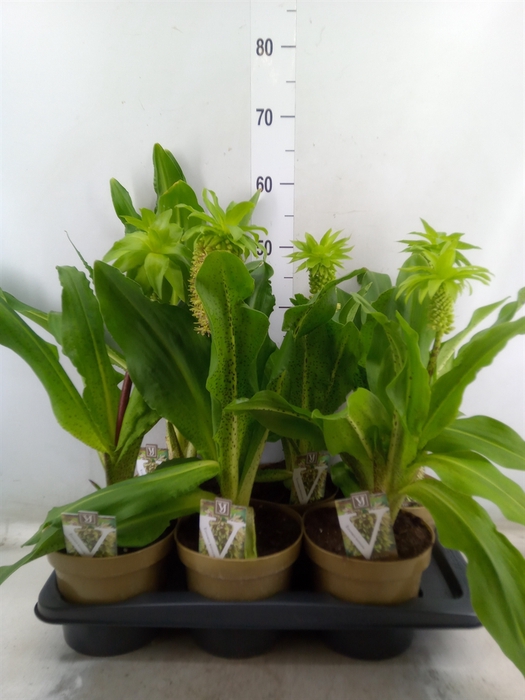 <h4>Eucomis bicolor</h4>