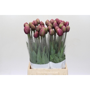 Tulipa (Frans) en Ocean Drive