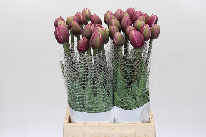 <h4>Tulipa (Frans) en Ocean Drive</h4>