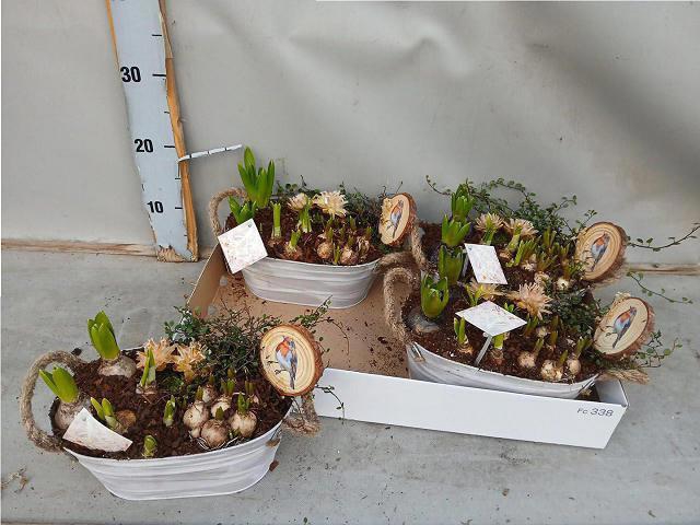 <h4>ARR BOL KNOLGEWAS</h4>