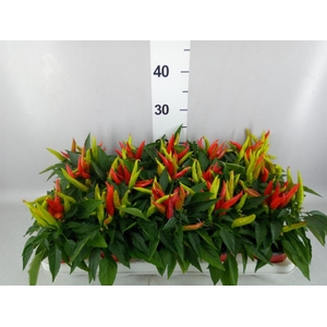 Capsicum annuum 'Joker'