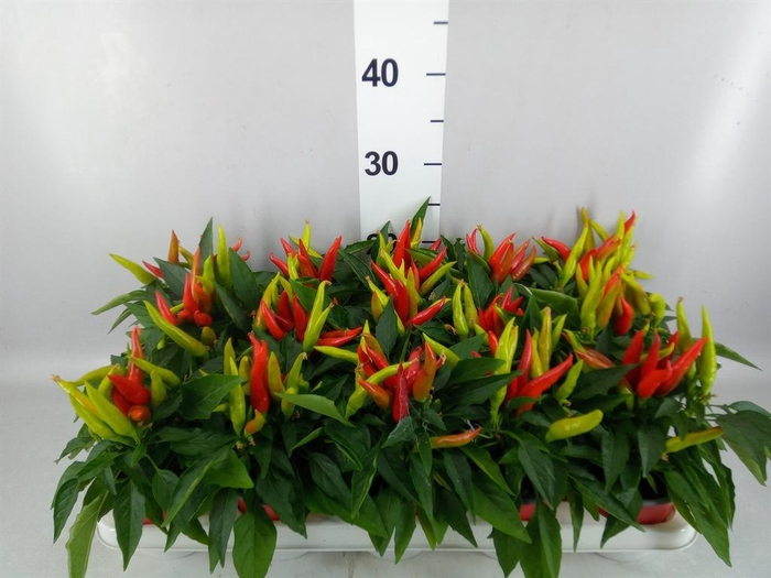 <h4>Capsicum annuum 'Joker'</h4>