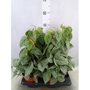 Scindapsus pictus 'Silvery Ann'
