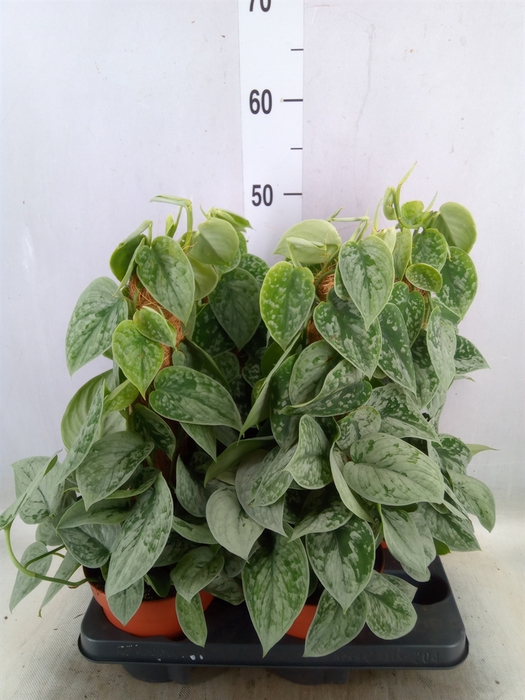 <h4>Scindapsus pictus 'Silvery Ann'</h4>