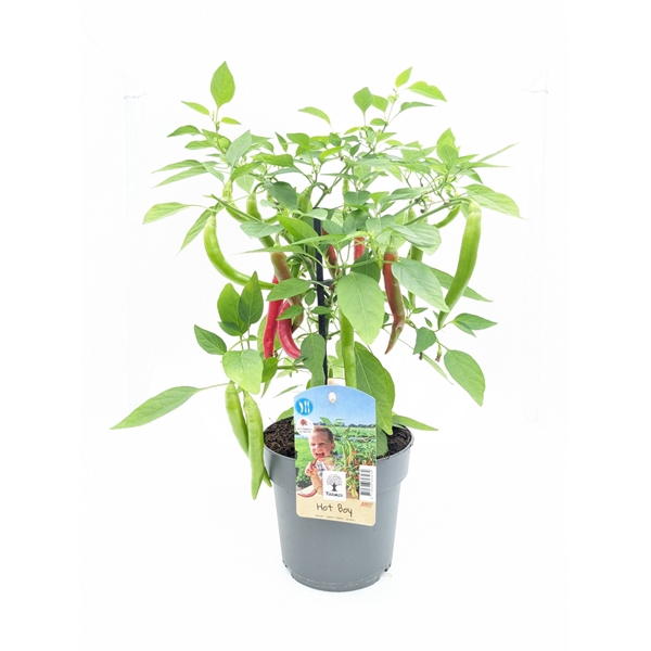 <h4>Farmzy® Hot Boy, pepper plant</h4>