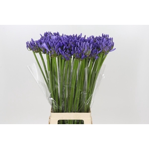 Agapanthus Blue Heaven