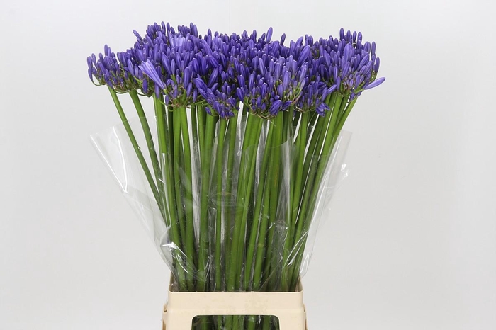 Agapanthus Blue Heaven