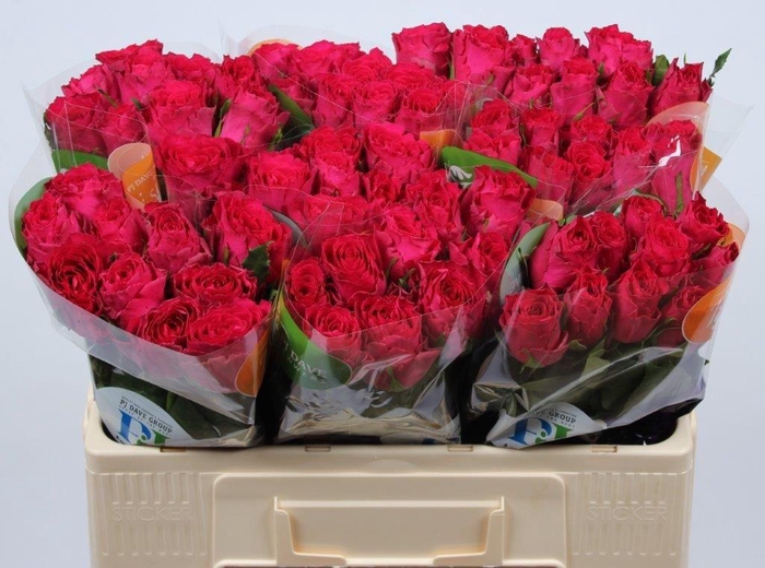 <h4>R GR MADAM CERISE</h4>