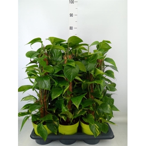 Epipremnum pinn.   ...moss stick