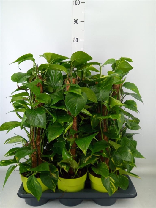 <h4>Epipremnum pinn.   ...moss stick</h4>