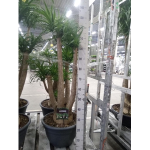 Beaucarnea recurvata