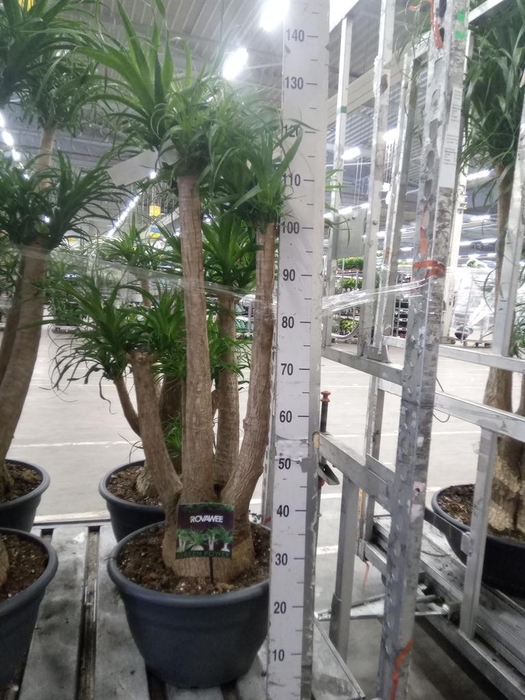 <h4>Beaucarnea recurvata</h4>