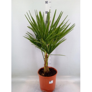 Trachycarpus fortunei