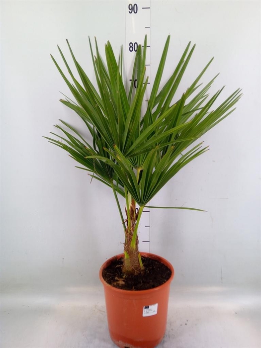 <h4>Trachycarpus fortunei</h4>