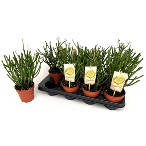 Euphorbia tirucalli
