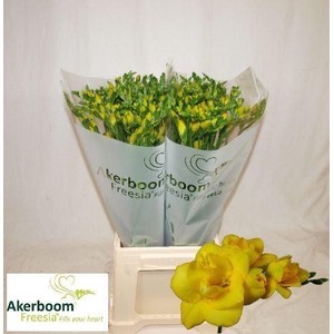 Freesia du Boulevard