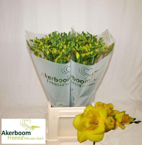 <h4>Freesia du Boulevard</h4>