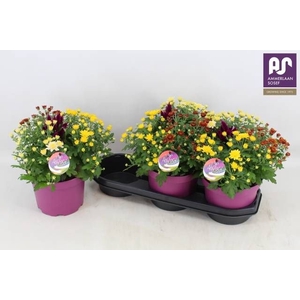 CHRYS GEM IN POT