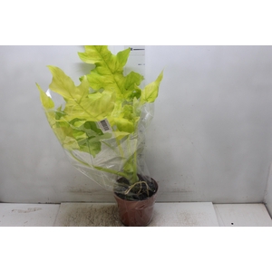 PHILODENDRON SELLOUM GOLD P17