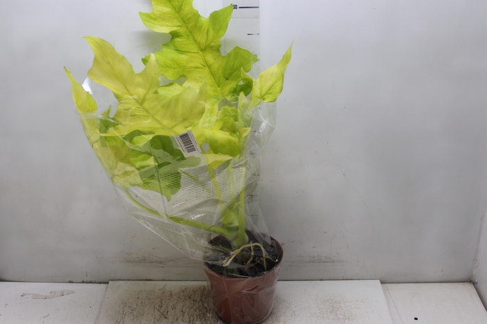 <h4>PHILODENDRON SELLOUM GOLD P17</h4>