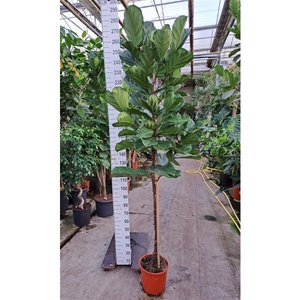 Ficus Lyrata rechte stam 260