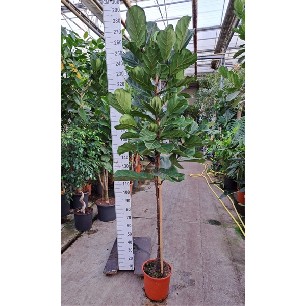 <h4>Ficus Lyrata rechte stam 260</h4>