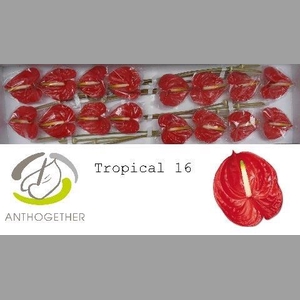 ANTH A TROPICAL