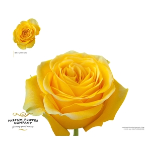 Rosa Garden Brighton