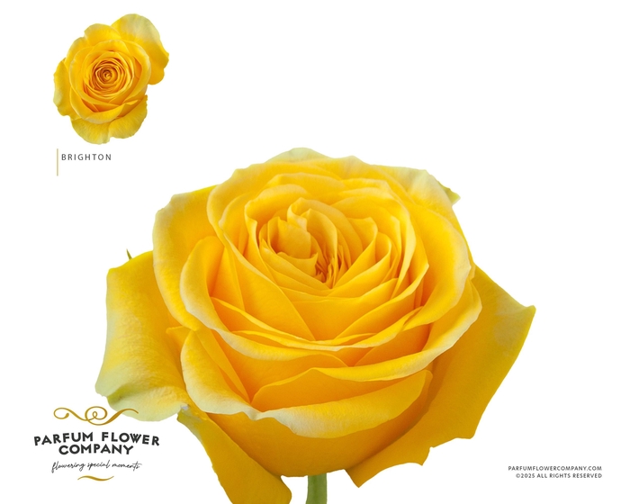 <h4>Rosa Garden Brighton</h4>