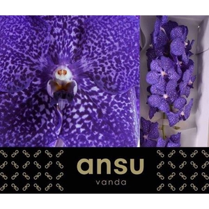 Vanda Su Blueb Smoot